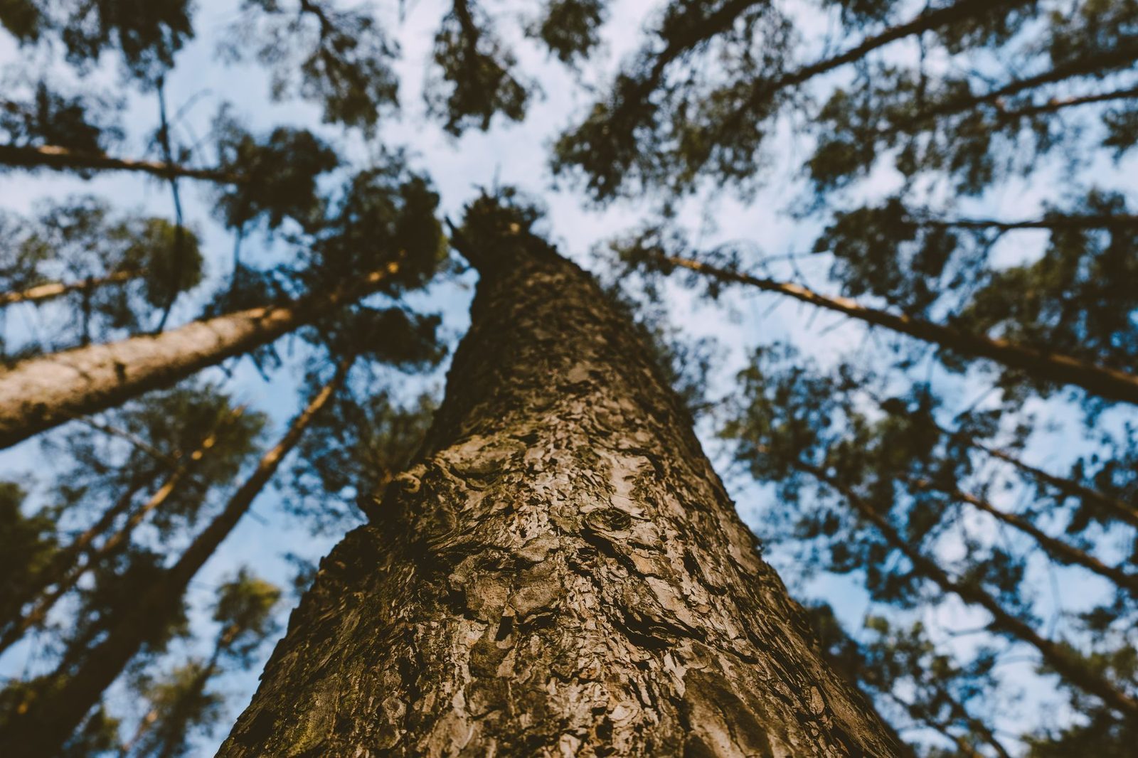 Severn Way Tree Care project 1
