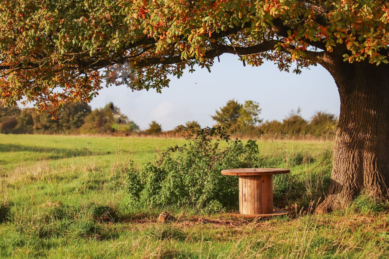 Severn Way Tree Care project 3